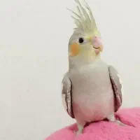 عروس هلندی آهویی