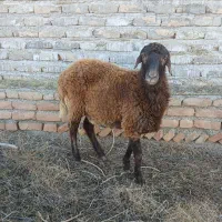 دو تا گوسفند نر|حیوانات مزرعه|گمیشان, |دیوار