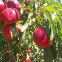 هرس کاری باغات ،انواع درخت‌ها