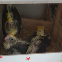 جوجه یه ماه و سه ماه عروس هلندی