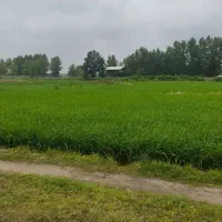 فروش-7500متر-زمین-مسکونی-با-شالی-سنتی-چسبیده-بهم