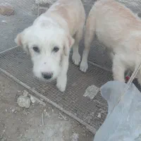 سگ خونگی با شناسنامه