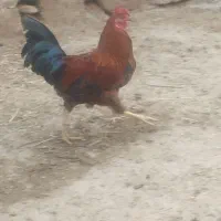 خروس|حیوانات مزرعه|نقده, |دیوار