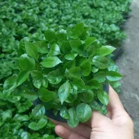 سبز بهار نارنج ۱۴۰۵