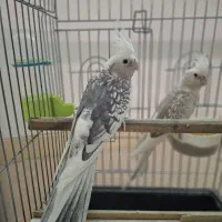 عروس هلندی ایزابلا عنکبوتی