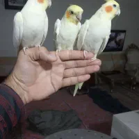 عروس هلندی دستی سخنگو|پرنده|قم, وادی السلام|دیوار