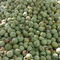 گردو هنام.|خوردنی و آشامیدنی|الشتر, |دیوار