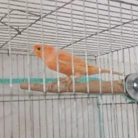 قناری نر وماده