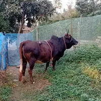 گاو محلی شکم دار|حیوانات مزرعه|رحیم‌آباد, |دیوار