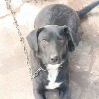 سگ نژاد لابرادور رتریور . واگذاری|سگ|تولم شهر, |دیوار