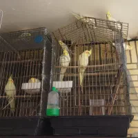 فروش عروس هلندی