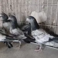 کبوتر چپرا پتی والا.تیدی.|پرنده|رویدر, |دیوار