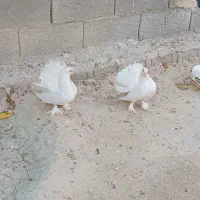 دم چتری|پرنده|بندر کنگان, |دیوار