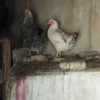 مرغ تخم گذار|حیوانات مزرعه|خوانسار, |دیوار