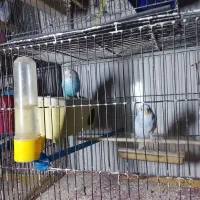 مرغ عشق|پرنده|نسیم‌شهر, |دیوار