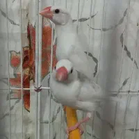 2 تا فنچ نرگسی دونخور شده ( جاوا )