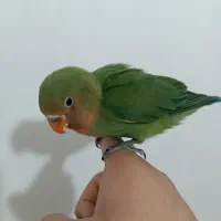 جوجه کوتوله برزیلی (طوطی برزیلی )نیمه دستی