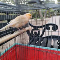 قناری جوان نر ریزه خوان باقفس ۱۲۰۰|پرنده|کرج, کوی زنبق|دیوار