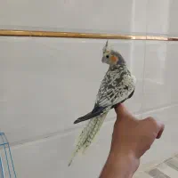 ۳ عروس هلندی