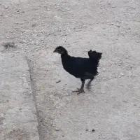 فروش بار مرغ و خروس بندر دیر