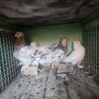 کفتر سرور|پرنده|ری, دیلمان|دیوار