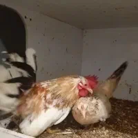 جاپنیز اصل جفت مولد