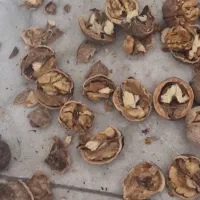 گردو.کشمش شیروان خراسان تضمینی