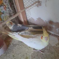 عروس هلندی نر و ماده مولد آماده
