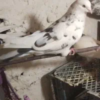 کبوتر