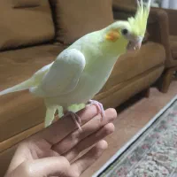 جوجه عروس هلندی