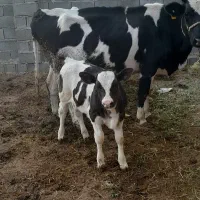یک راس گاو هوشتان به همراه گوساله ی سمینتال