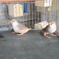 فنچ گلدین زبرا کرواتی بنگالی|پرنده|کرج, ساسانی (قلمستان)|دیوار