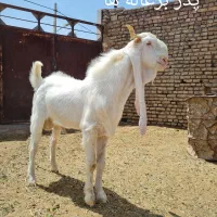 بزگلابی اصیل|حیوانات مزرعه|تربت جام, والفجر|دیوار