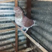 کبوتره شهرستانی و تهرانی