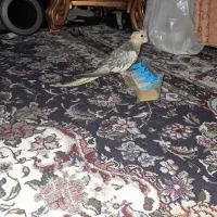 یک عددجوجه عروس هلندی نر