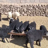 گوسفند فروشی|حیوانات مزرعه|سربیشه, |دیوار