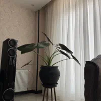 گل و گیاه|گل و گیاه طبیعی|شاهینشهر, طالقانی|دیوار