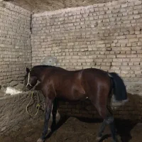 کره اسب کرد