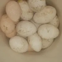 تخم غاز و بقلمون