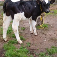 ۲ راس گاو (گوساله نر هلشتاین آمریکایی اصیل)|حیوانات مزرعه|آستانه اشرفیه, |دیوار