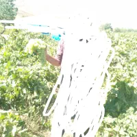 فروش وخرید  کاه گندم