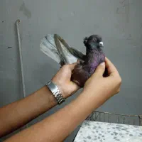 کفتر|پرنده|شاهدشهر, |دیوار
