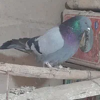 کبوتر پرفیت