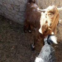 پاچن دورگ|حیوانات مزرعه|سراوان, |دیوار