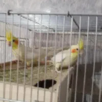 عروس هلندی مولد|پرنده|خمینیشهر, |دیوار