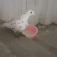 کبوترفروشی سار ماده