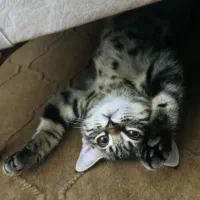 گربه گوگولی|گربه|نیشابور, مدرس|دیوار