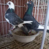 فروش چند جفت کبوتر