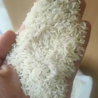 عرضه انواع برنج های گیلانی/ از کشاورز/ بدون واسطه|خوردنی و آشامیدنی|شیراز, قصرالدشت|دیوار