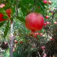 انار درجه یک قرمز تنگ سیاب کوهدشت